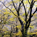 arbre 11_11_11n03